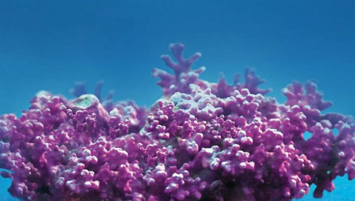Aquamin® Sea Minerals