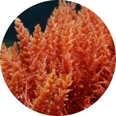 <p>Aquamin® Sea <br/>Minerals</p>