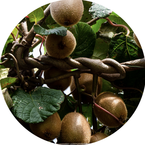 Organic Monk Fruit