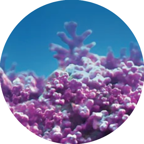 Aquamin™